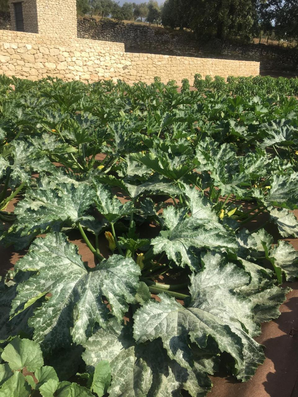 Отель Cortijo La Organic Ронда Экстерьер фото